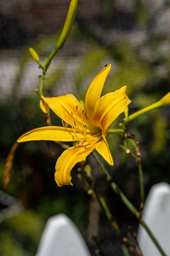 A vertical shot of the lemon daylily