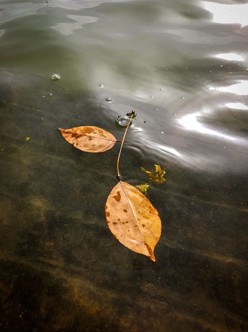 A vertical closeup of fallen orange leaves floating on the surface of shallow river water