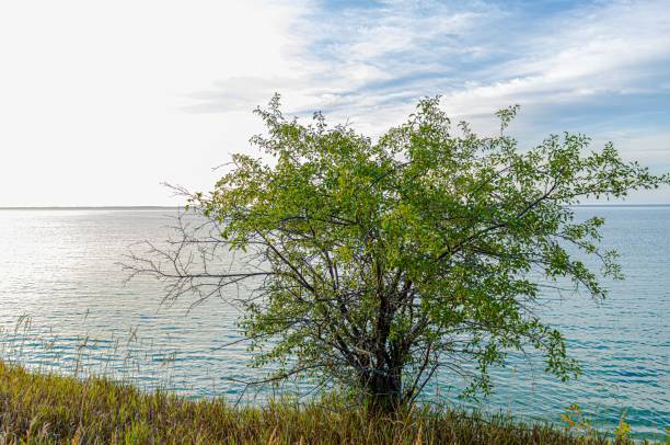 istock Green tree growing on a sunny lake shore 1428357522