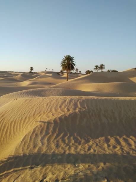 istock View of green palms in sandy desert 1428357789