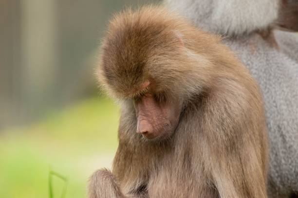 istock Beautiful shot of a cute and sad monkey 1428357817