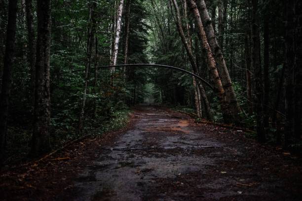 istock Wet wooden walkway through a dark forest under rain 1428357860