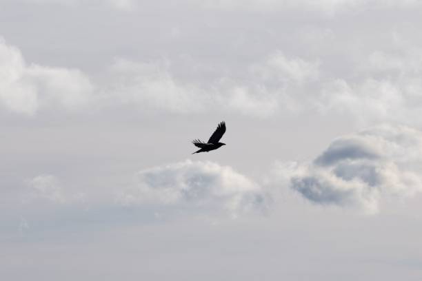 istock Raven flying amongst the clouds 1428357991
