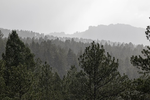 A green dense forest with a distant mountain covered with fog  under cloudy sky