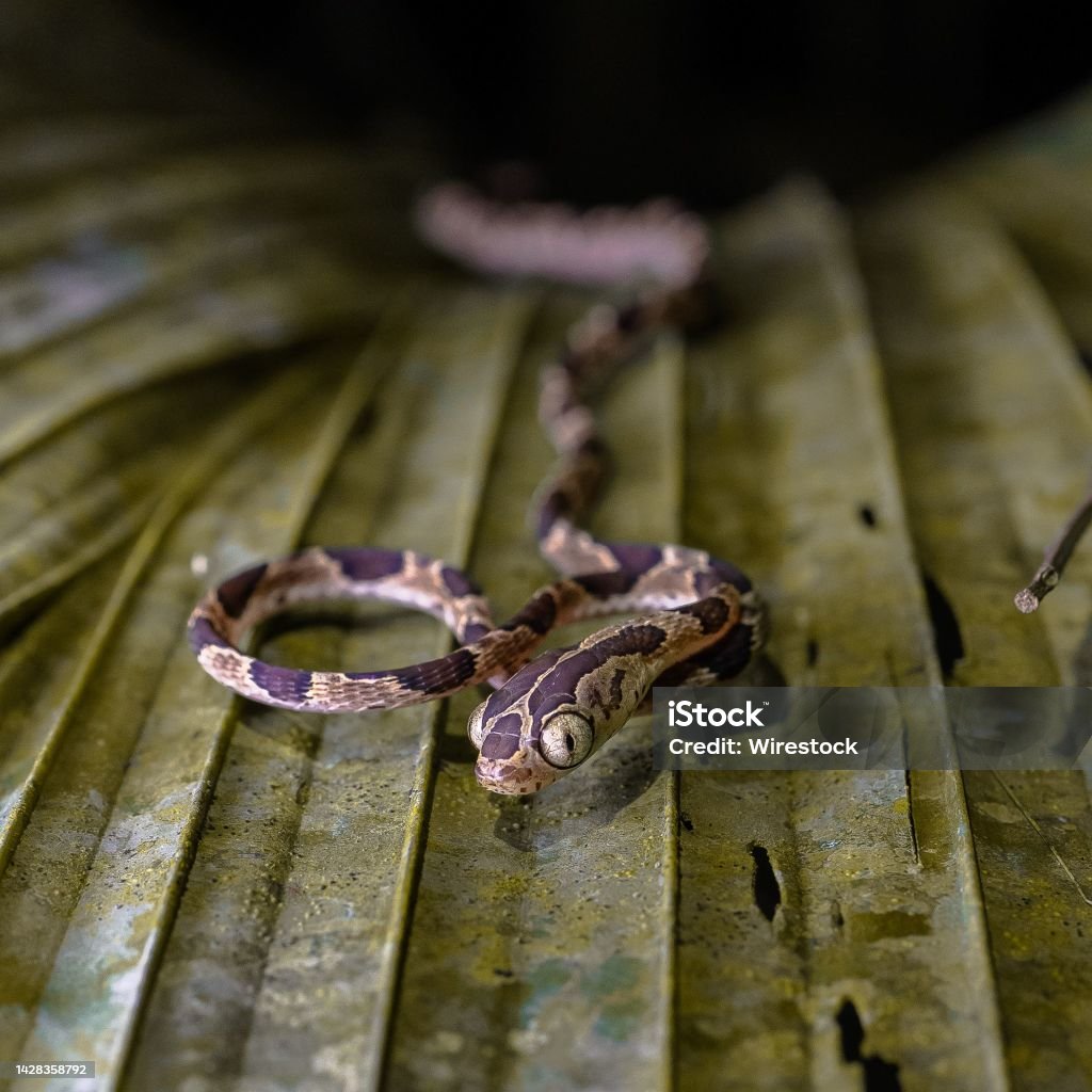 Black-brown poisonous snake slither in the forest A black-brown poisonous snake slither in the forest Animal Stock Photo