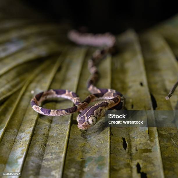 Blackbrown Poisonous Snake Slither In The Forest Stock Photo - Download Image Now - Animal, Animal Wildlife, Beauty