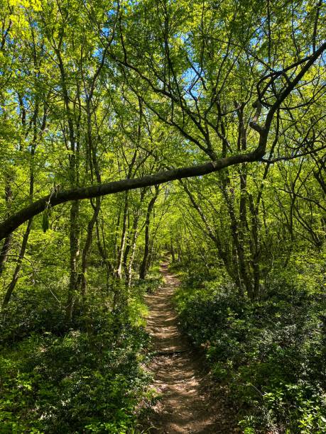 istock Vertical shot of a path in a green forest on a sunny day 1428359039