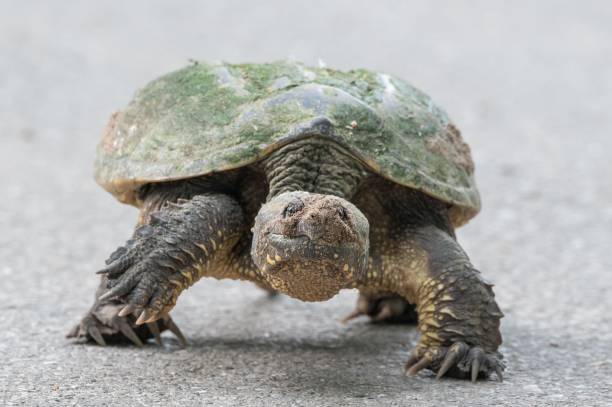 istock Portrait of a snapping turtle 1428359223