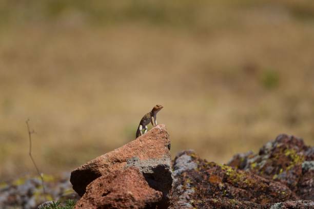 istock Adorable comb-bearing dragon standing on a stone 1428359689