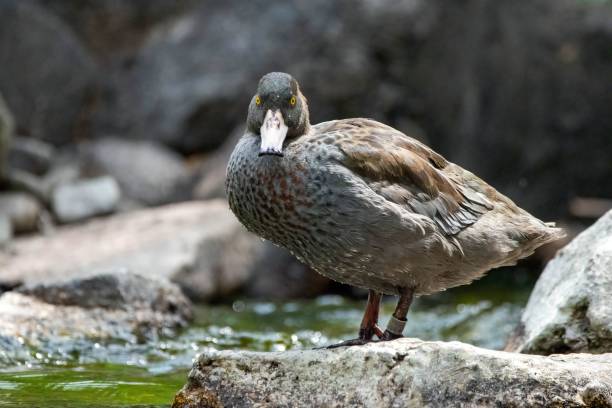 istock Blue duck (Hymenolaimus malacorhynchos) on a rock near the water 1428360040