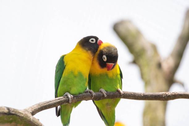 istock Coupe of yellow-collared lovebird (Agapornis personatus) on a branch 1428360056