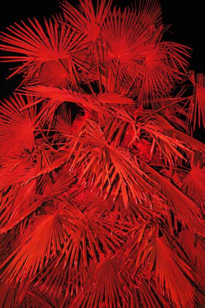 istock Beautiful view of palm tree branches with a red light effect 1428360617