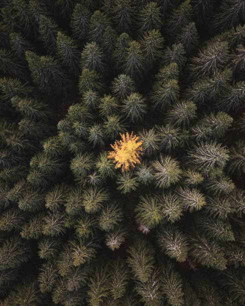 istock Vertical top shot of the trees in a forest 1428360704