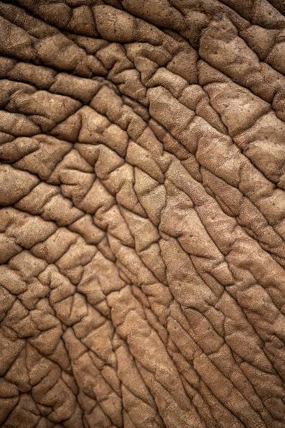 istock Macro of wrinkled elephant skin 1428360781