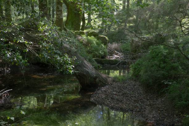 istock Clear stream in the middle of the forest 1428360974