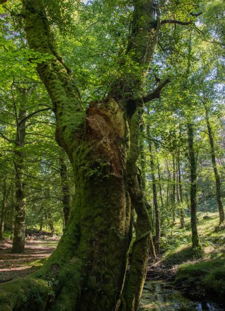 istock Tall trees in the forest on a sunny day 1428360989