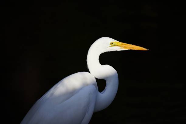 istock White great egret bird on the black background 1428361050