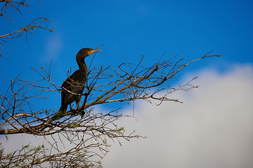 A black double-crested cormorant perched on the tree branch on the background of the blue sky