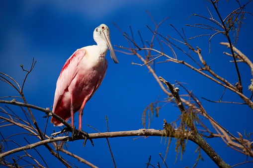 A pink roseate spoonbill perched on the tree branch on the background of the blue sky