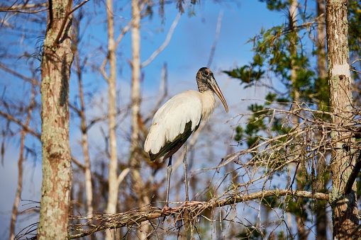 A white wood stork bird perched on a tree branch