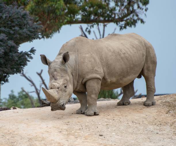 крючковатый носорог (diceros bicornis) в зоопарке - bicornis стоковые фото и изображения