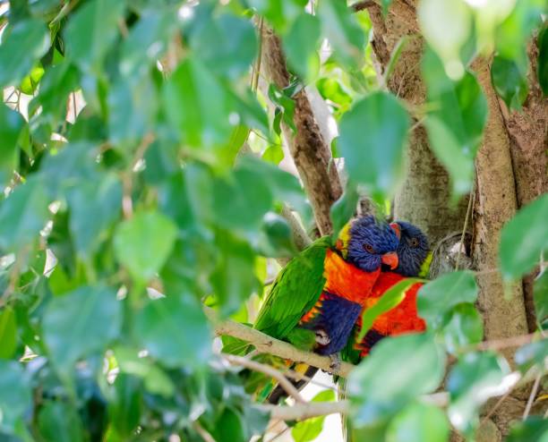 Couple of Loriini parrots on a green tree