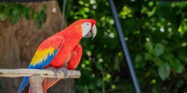 istock Scarlet macaw (Ara macao) in a zoo 1428361582