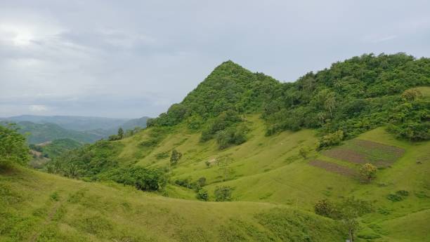 istock Mountain covered with green trees and grasses 1428361617