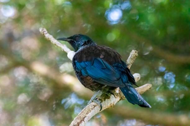 istock Tui bird (Prosthemadera novaeseelandiae) on a branch 1428361653