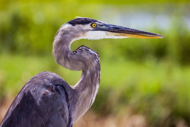 istock Selective side focus of grey heron with grass blurred in the background 1428361733