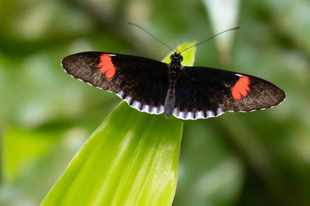 istock Selective focus of a butterfly with open wings standing on a leaf with blurred background 1428361756
