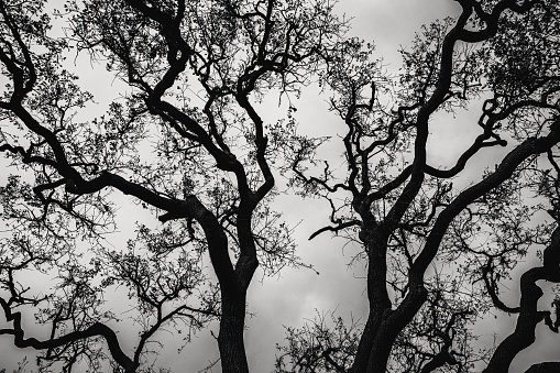 A scary grayscale background of weathered tree branches