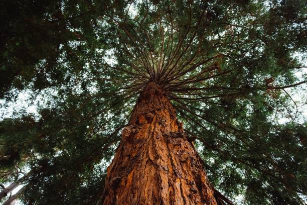 istock Low angle view of a tree with green leaves 1428361888