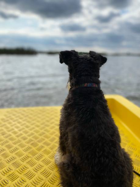 istock Miniature schnauzer watching the lake on a cloudy day 1428362099