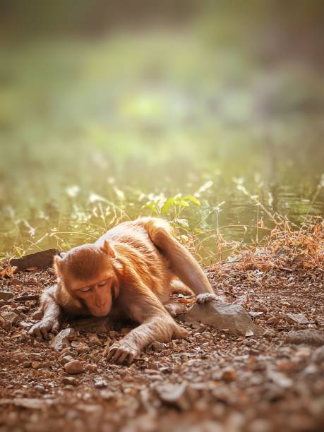 istock Vertical closeup of a rhesus macaque lying on the ground. Macaca mulatta. 1428362134