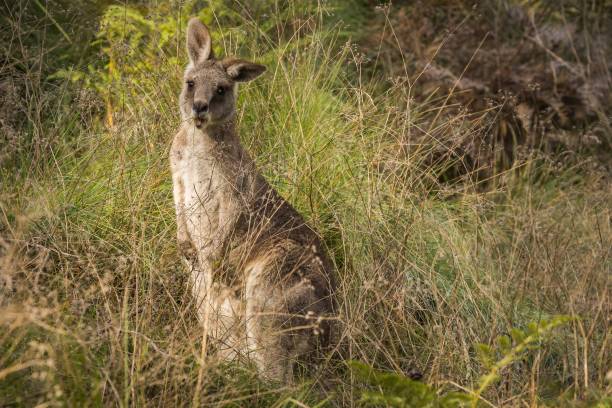 istock Closeup shot of a small grey kangaroo standing on a grassland 1428362208