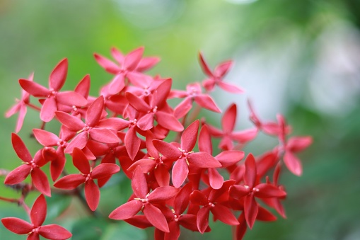 A closeup shot of Chinese Ixora plant against blurred background