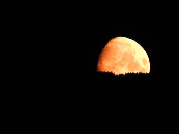 istock Mesmerizing shot of a bright yellow moon behind the forest trees 1428362528