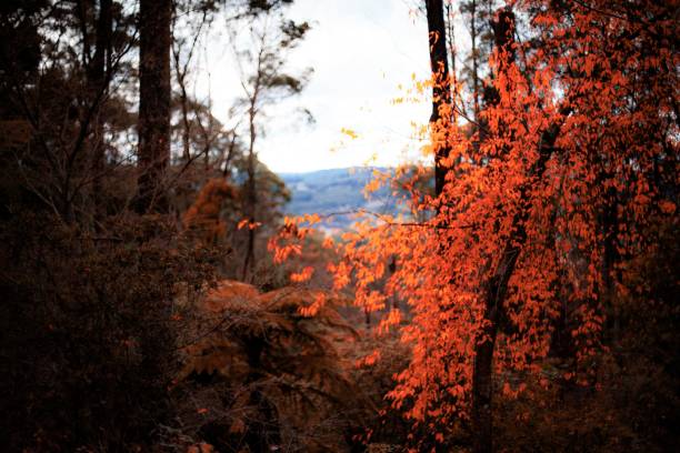 istock View of a tree with red leaves in a forest 1428362563