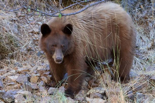 istock Closeup of a brown bear looking around in the wilderness 1428362577