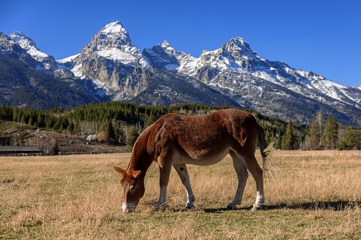 A beautiful brown mule grazing in the middle of a field with beautiful mountains in the background