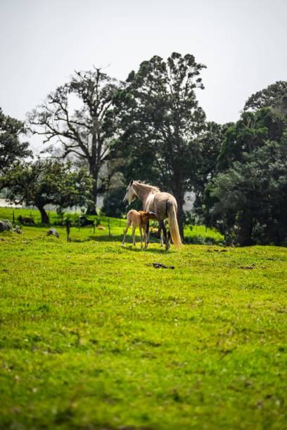 istock Vertical of two horses playing in the field. 1428363169