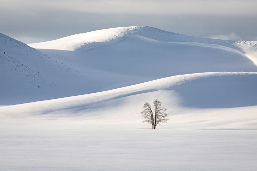 A single tree growing near mountains fully covered in snow