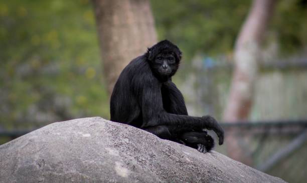 istock Close-up shot of a black monkey sitting on a stone 1428363243