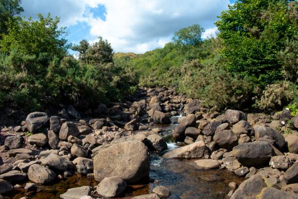 istock Low-angle shot of a rocky river surrounded by trees 1428363317
