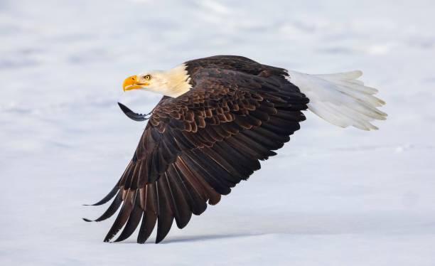 istock Close-up shot of a bald in flight 1428363351