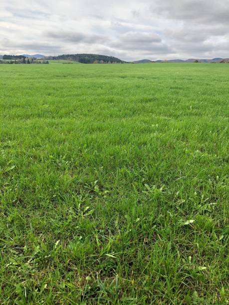 istock Vertical shot of a grass under the stormy gray sky 1428363415