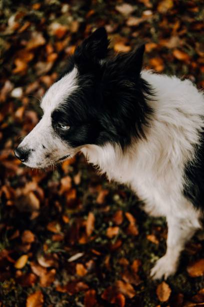 istock High-angle view of a cute black and white dog in a forest in fall 1428364215