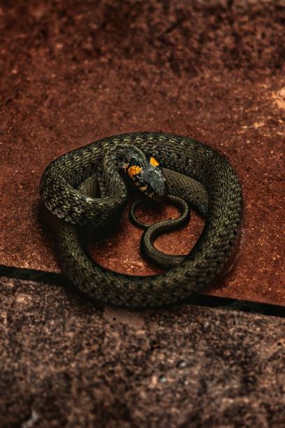 istock Vertical closeup shot of a grass snake (Natrix natrix) 1428364249