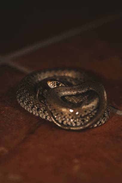 istock Vertical closeup shot of a grass snake (Natrix natrix) 1428364348